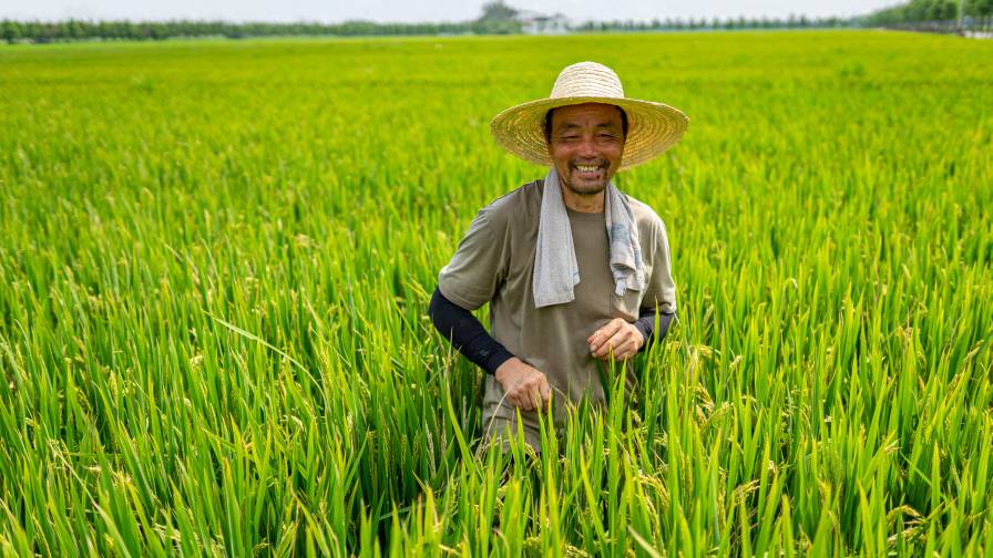 Syngenta and FMC to bring to market breakthrough technology to control rice weeds in Asia. (Photo: Business Wire)