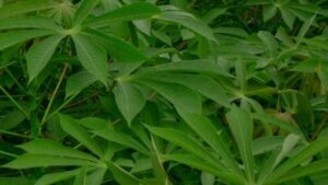 FarmERP to Boost Cassava Plantation With Tech-Enabled Platform