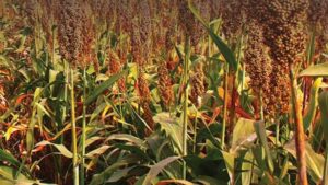 New Research Program Seeks to Identify Genes Key to Improving Resilience and Nutrition Value in Food Crops