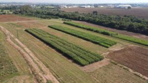 Brazil Field Study: Grace Breeding Bio-Fertilizer Uses 50% Less Nitrogen to Produce Corn