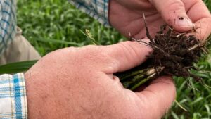 Cómo avanzar en el uso de productos biológicos para la protección de cultivos y estimulantes del crecimiento