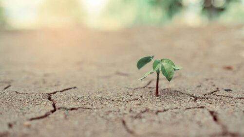 Gobiernos y ONG invierten en tecnología y soluciones de agricultura climáticamente inteligente