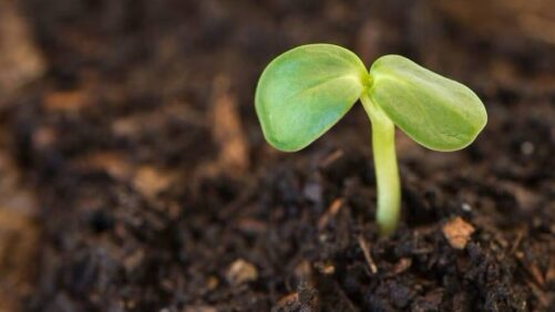 How Biological Products Are Redefining Crop Nutrition and Protection in India