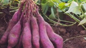 California Farmers Gain New Tool for Controlling Nematodes