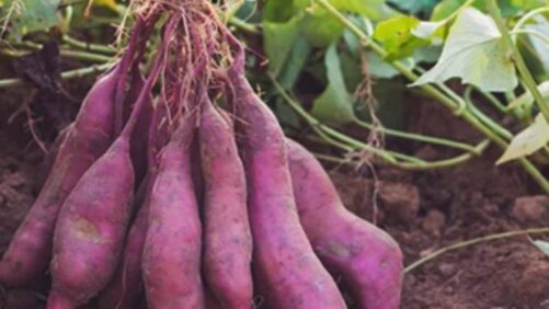 California Farmers Gain New Tool for Controlling Nematodes