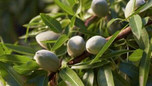 AMVAC GreenSolutions Releases Vintec Biological Fungicide for Almond Growers