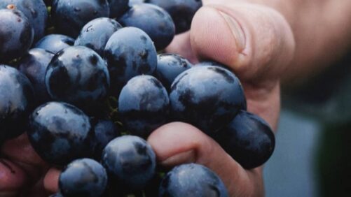 Corteva, Lavie Bio Finalize $5 Million Deal for Exclusive AI-Aided Development of Biofungicide