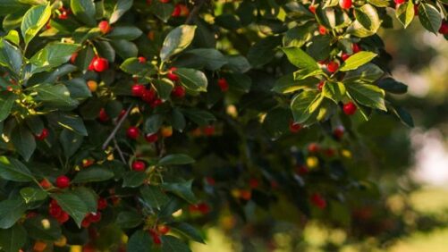 Wilbur-Ellis Receives Registration of SPÄRRA Fungicide-Bactericide for Use in California Specialty Crops