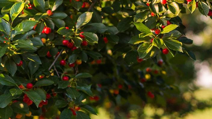 EPA Expands FMC Elevest Use to More Crops and Applications