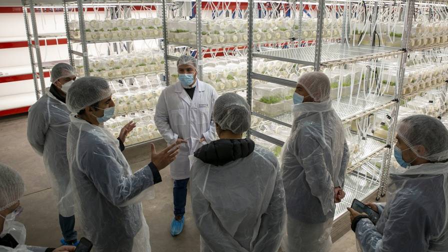 BSI 团队在实验室里会面，那里种植皂树，用于生产 QS-21 疫苗佐剂。