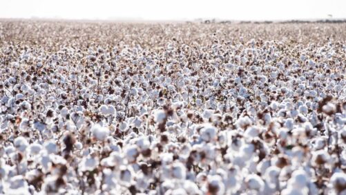 U.S. Cotton Market: BASF Receives Final Trait Approvals for Axant Flex Herbicide Tolerance Technology