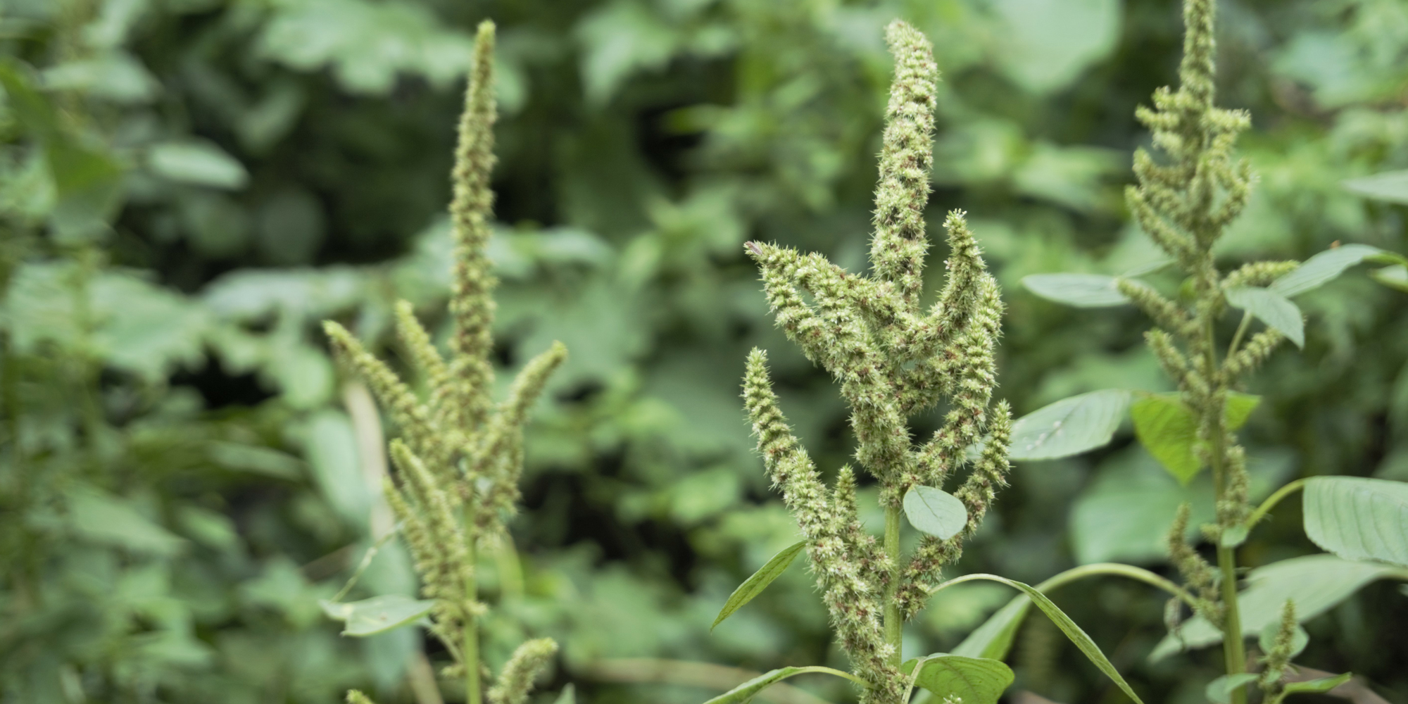 AGROSUS Unveils Comprehensive Weed Database to Support Sustainable Agriculture