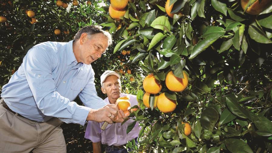 柑橘种植者 David Evans（左）与拜耳公司的 Dennis Warkentin 博士一起检查佛罗里达州一片果园的受损情况。图片来源：拜耳