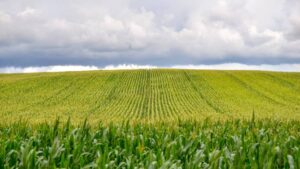 How Parametric Crop Insurance Offers a New Approach to Managing Agricultural Risk