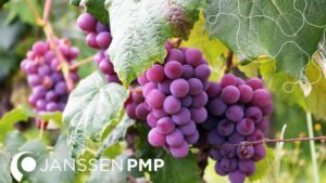 Janssen PMP and Eléphant Vert Form Distribution Agreement for Biostimulants in Key Countries