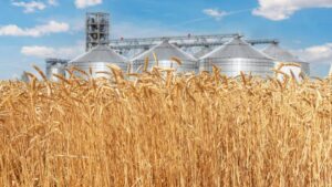 Russian Wheat Exports Remain Biggest Risk to U.S. Wheat Elevators