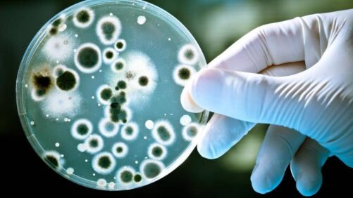 Croda Launches First Product Specifically Focused on Biopesticide Market