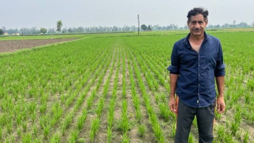 Bayer Introduces Agricultural System for Direct-Seeded Rice
