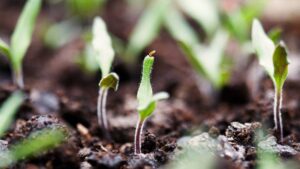 Syngenta Sharpens Biologicals Focus With Launch of First Biologicals Service Center for Seed Treatment