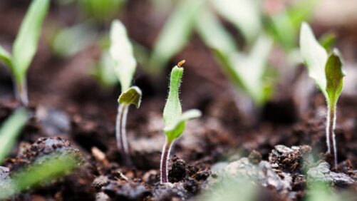 Navigating India’s Emerging Biologicals Market