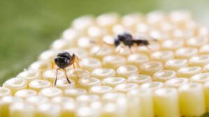 Koppert’s Biocontrol Product Nezapar Wins Bronze Bernard Blum Award 2023