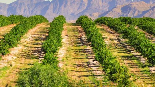 Insights Into the African Crop Protection Market