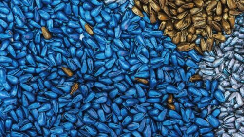 Making the Most of the Middle East and African Seed Markets