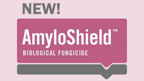 Mycorrhizal Applications Introduces AmyloShield Biofungicide