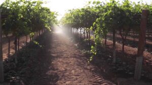 Certis Biologicals, Belchim Crop Protection Canada Join Forces to Streamline Growers’ Access to Products