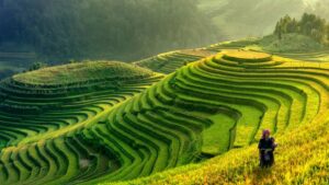 SE Asia: Climate Change, Regulatory Resiliency Among Key Factors Influencing Crop Protection Outlook