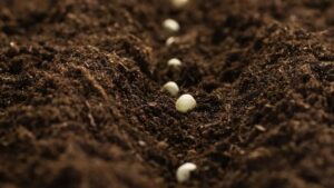 KitoGreen ahora aprobado para agricultura orgánica por la Comisión Europea