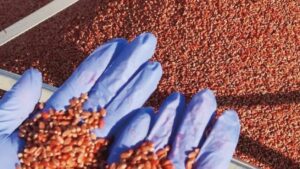 BASF Introduces Flo Rite Pro 02 Plantability Polymer