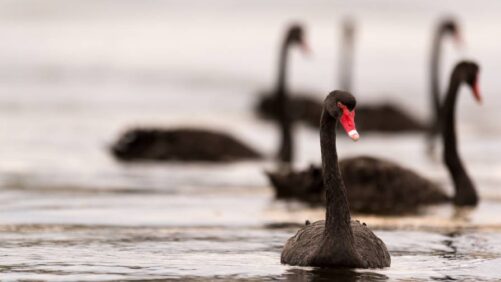 ‘The Great Reset’ in Global Agribusiness: 9 Black Swan Events to Watch in 2024