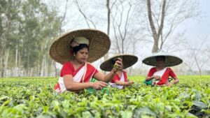 Transforming Tea Farming in Eastern India with Regenerative Agriculture