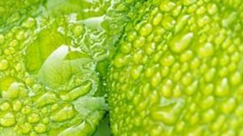 From Lab to Field: Overcoming the Barriers Slowing Biological Adoption