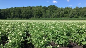 BioConsortia Extends Nitrogen-Fixing Microbial Products Beyond Cereals