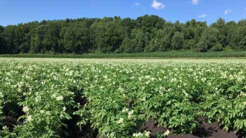 BioConsortia Extends Nitrogen-Fixing Microbial Products Beyond Cereals