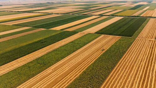China Initiates Commercial Trials for Genetically Modified Soy and Corn
