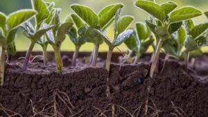 Insights Into the Registration for Biologicals in China