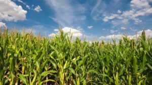 BASF Announces U.S. EPA Approval of Surtain Herbicide