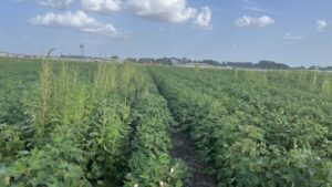 Agtech Start-Up WeedOUT Raises USD8.1 Million to Fight Weed Resistance