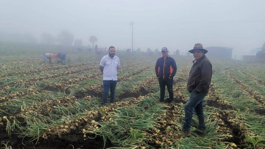 Clevis Castellón, Gerente de Área para Costa Rica y el Caribe, con camisa blanca, acompaña a productores en visita a un campo de cultivo de cebolla en Cartago, Costa Rica