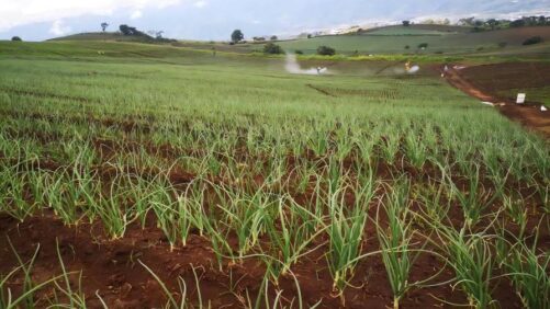 Futureco Bioscience abre subsidiária na Costa Rica