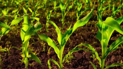 Indigo Ag Signals Major Expansion of International Biological Business with Galeri Ziraat Partnership in Türkiye