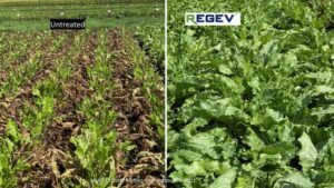 REGEV ‘Hybrid’ Fungicide Proves Efficacy in Extensive U.S. Field Trials