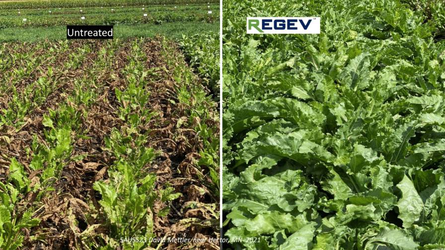 REGEV 'Hybrid' Fungicide Field Test Results Treated vs Untreated photo