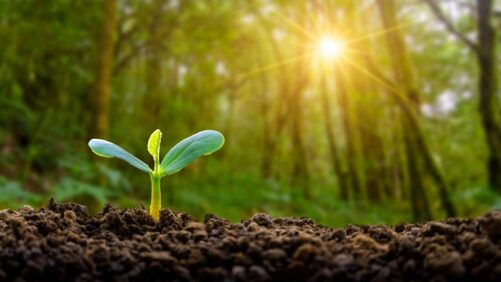Agbioscout y AiPi cambian su nombre a Accumont Advisors para asesorar a empresas de tecnología agrícola en etapa inicial