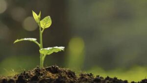 UPM Launches New Biostimulant Product Range