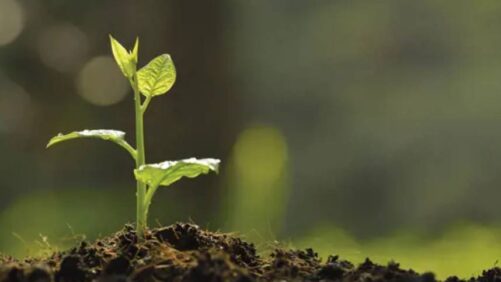 UPM Launches New Biostimulant Product Range