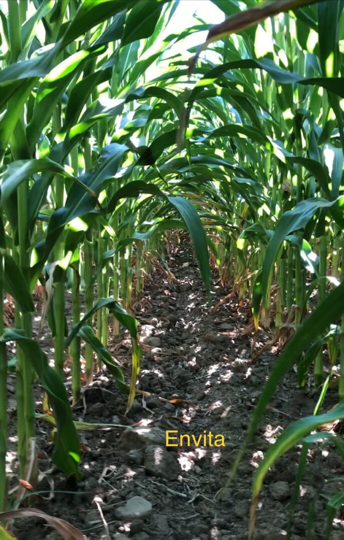Nitrogen Fixation: Azotic Technologies’ Tom Tregunno Shares Insights on ...